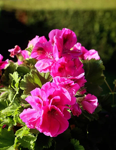 Садоводство Балконе Красивые Цветы Пелагония Герань — стоковое фото