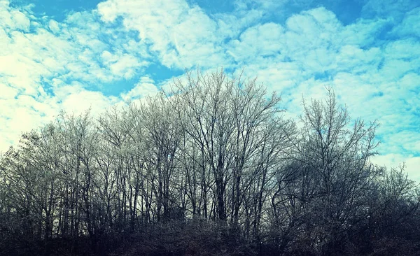 Naturaleza Paisaje Invierno Siluetas Esmeriladas Árboles Contra Cielo Azul Frío — Foto de Stock