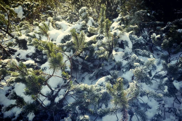 Paisagem Inverno Neve Branca Uma Pequena Floresta Anão Montanhoso Pinus — Fotografia de Stock