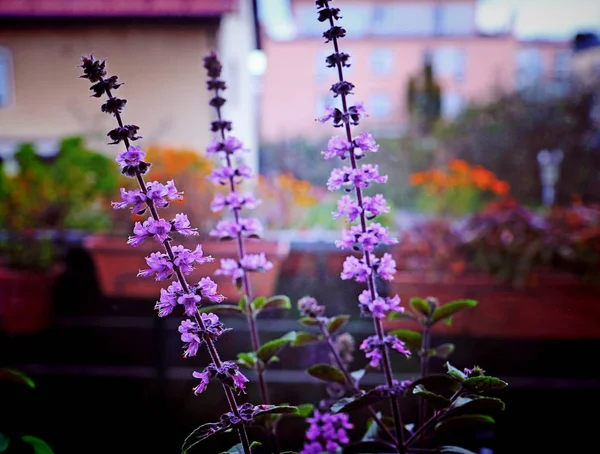 Balkonda Afrika mavifelik güzel ve kokulu çiçekli sivri, yumuşak odak, bulanık backgroun
