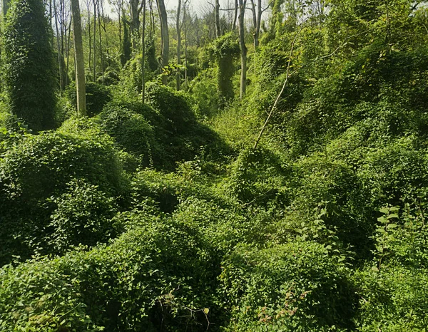 Baviera Isarauen Ambiente Protegido Longo Rio Isar Plantas Parasitas Divagantes — Fotografia de Stock