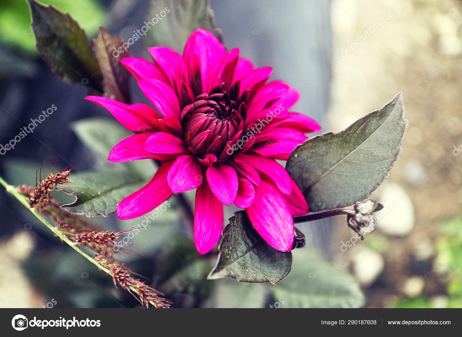 Beautiful Pink Purple Dahlia Flower Natural Symmetry Variegated Colors Soft Stock Photo C Gameover2012 290187608