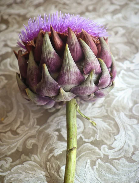 Artichoke Beautiful Flower Tablecloth — Stock Photo, Image