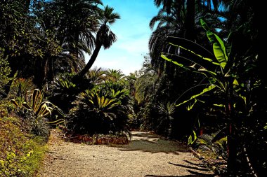 Akdeniz yemyeşil bitki örtüsü: succulentl bitki ve palmiye ile park