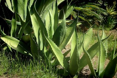 Akdeniz bahçesi mit agav bitkiler ve yemyeşil bitki örtüsü