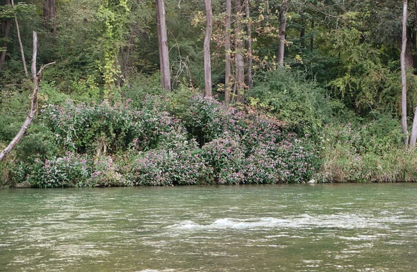 Isarauen Baviera Vista Verano Las Orillas Del Río Isar Cerca — Foto de Stock