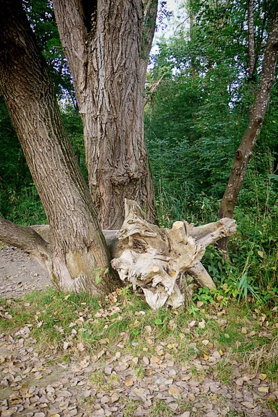 Isarauen Baviera Belas Árvores Tronco Caído Margem Rio Isar Perto — Fotografia de Stock