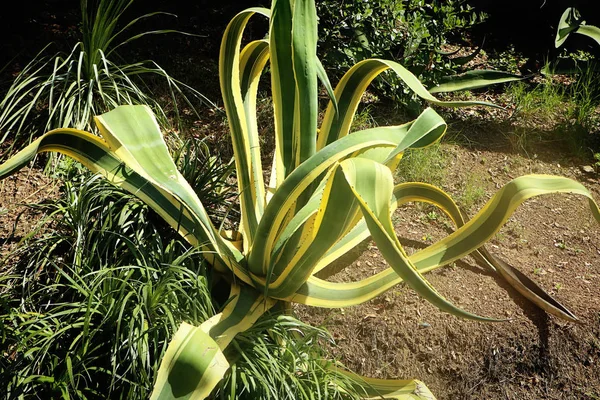 Mediterranean garden mit agave plant and lush vegetation