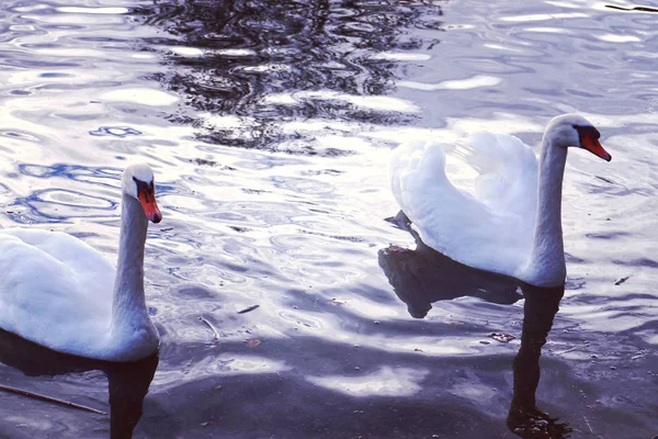 Пара Белых Лебедей Купающихся Озере Сумерках — стоковое фото