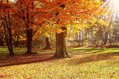 Münih'teki Englischer Garten'ın güzel manzarası, ağaçlarda kırmızı yapraklar halı ve turuncu, altın ve kırmızı yeşilliklerle güzel bir sonbahar gününde 