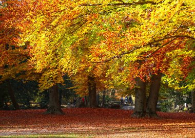 Münih'teki Englischer Garten'ın güzel manzarası, ağaçlarda kırmızı yapraklar halı ve turuncu, altın ve kırmızı yeşilliklerle güzel bir sonbahar gününde 