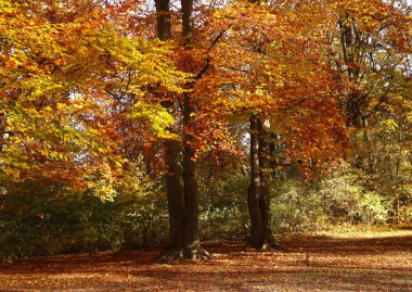 Münih'teki Englischer Garten'ın güzel manzarası, ağaçlarda kırmızı yapraklar halı ve turuncu, altın ve kırmızı yeşilliklerle güzel bir sonbahar gününde 