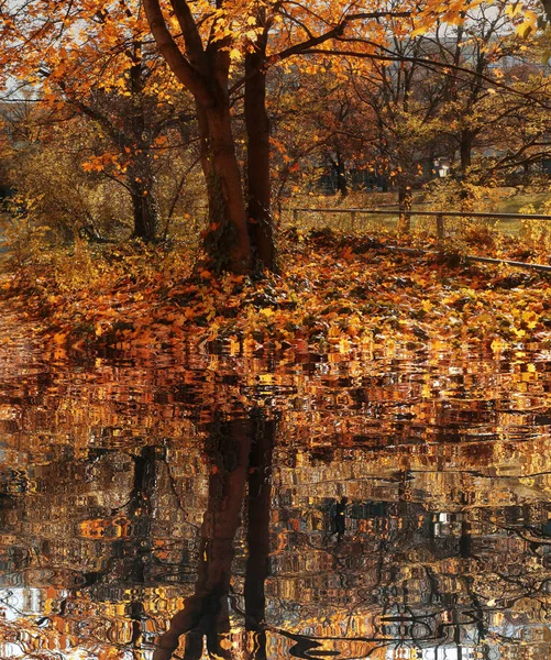 Parque Outonal Com Tapete Dourado Folhas Caídas Reflexos Lagoa — Fotografia de Stock