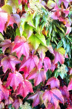 Bir bahçe duvarında büyüyen çiçekler ile renkli sarmaşık kırmızı ve yeşil güzel sonbahar görünümü, doğa arka plan