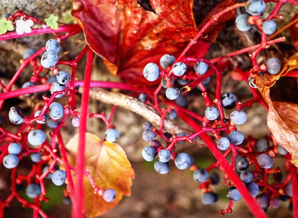 ツタブルーベリーと赤い葉の秋の景色 — ストック写真