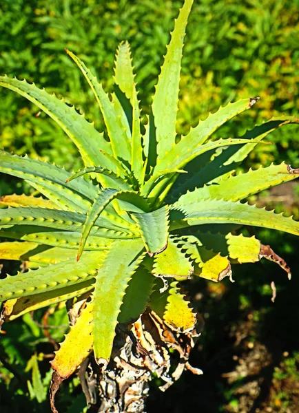 Aloe Arborescens Planta Perene Suculenta Com Pequenos Picos Redor Das — Fotografia de Stock