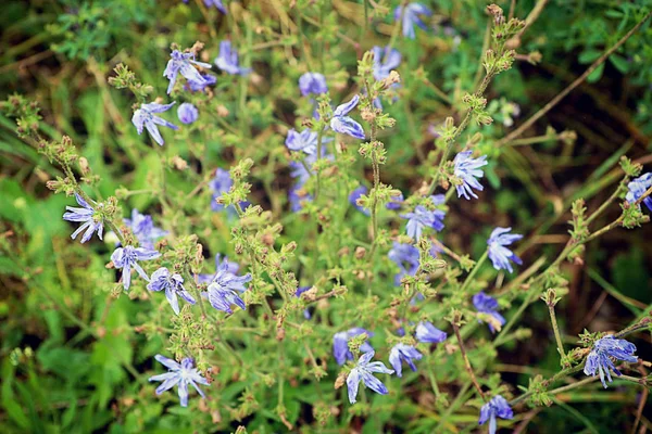 Blå Lila Vilda Blommor Bayerska Landsbygden Mjukt Fokus — Stockfoto