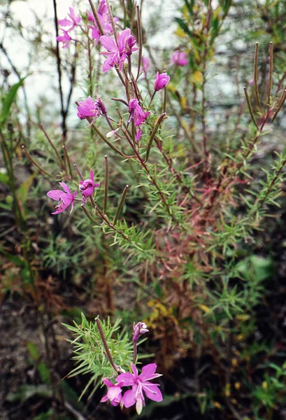 Purple Wildflowers Bavarian Countryside Soft Focus — Stock Photo, Image