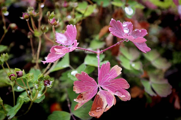 Aquilegia Foglie Piante Giardino Con Rugiada Mattutina Soft Focus — Foto Stock