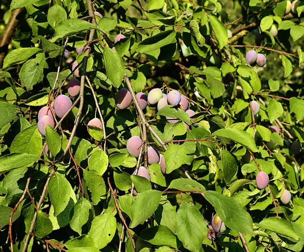 Frutos Ameixa Árvore Prontos Para Colheita — Fotografia de Stock