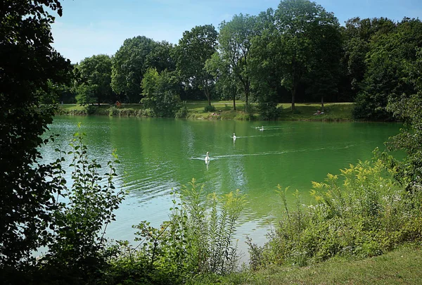 Garching, Bavyera - Kuğular su yüzeyini geçerken, Münih yakınlarındaki Garchinger See güzel yaz görünümü