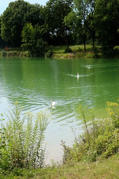 Garching Baviera Dois Cisnes Com Seus Descendentes Cruzam Águas Verdes — Fotografia de Stock