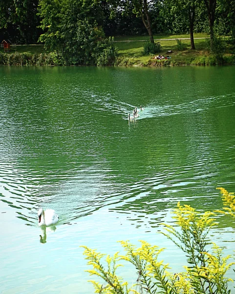 Garching Baviera Cisne Com Descendência Nadar Nas Águas Verdes Garchinger — Fotografia de Stock