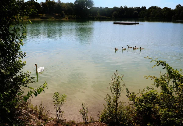 Garching Baviera Vista Panorámica Verano Garchinger See Pequeño Lago Cerca — Foto de Stock