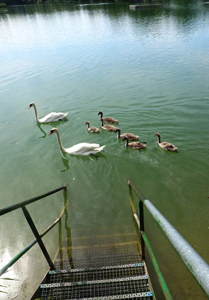 Egy Hattyú Család Két Felnőtt Hattyúk Utódaik Cygnets Átkelés Vizeken — Stock Fotó