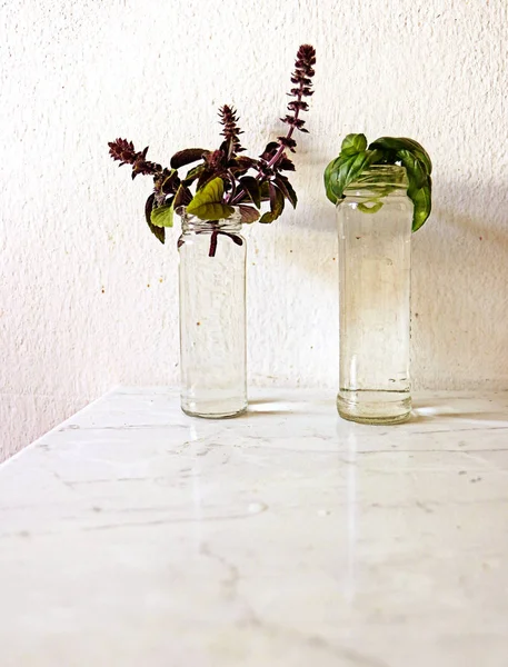 Herb Cuttings Kitchen Table Sweet Basil African Blue Basil Spice — Stock Photo, Image