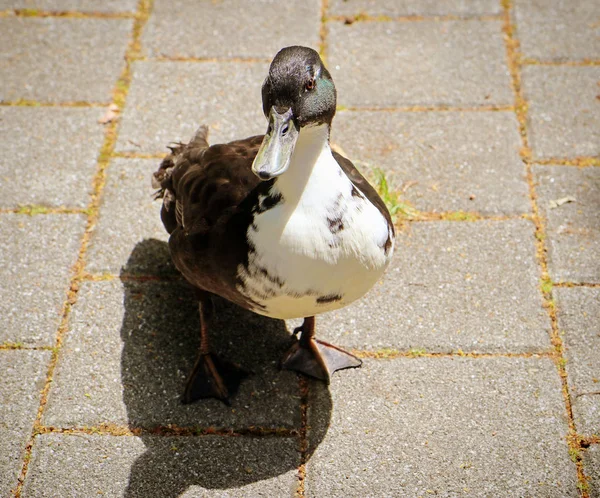 雄性鸭几乎城市化 等待一片面包 — 图库照片
