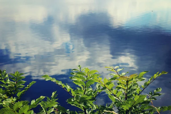Natürlicher Hintergrund Seeufer Mit Grünem Laub Und Ruhigem Wasser Das — Stockfoto