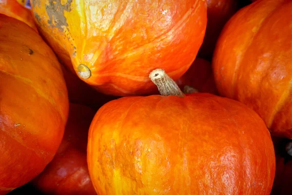 Autumn Background Red Orange Hokkaido Pumpkins — Stock Photo, Image