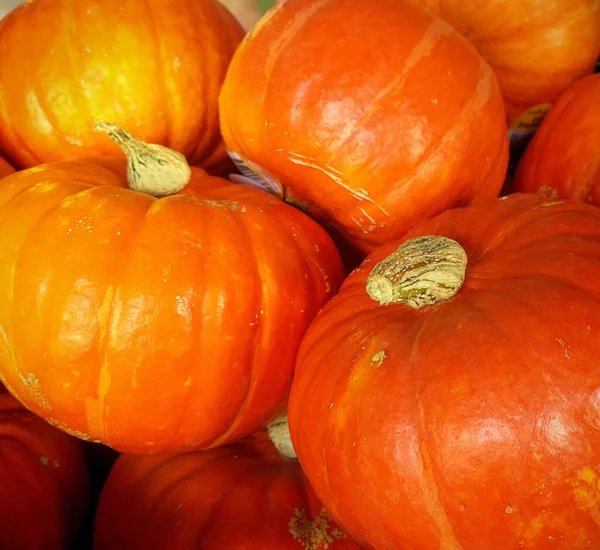 Autumnal Background Red Orange Hokkaido Pumpkins — Stock Photo, Image