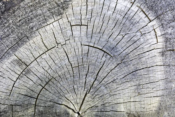 Top view of tree log