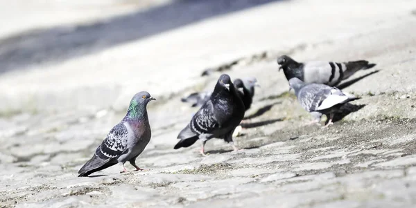 Şehirde Yerde Güvercin Sürüsü — Stok fotoğraf