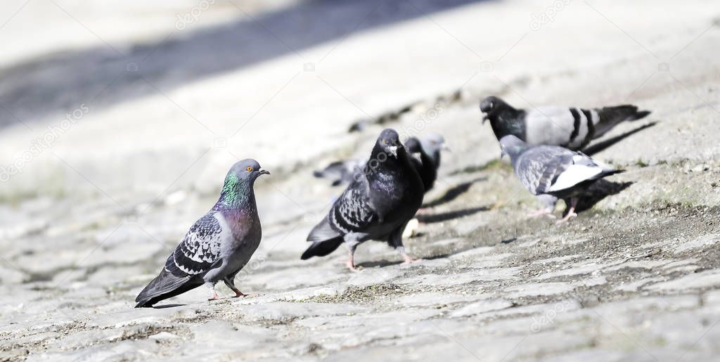 Flock of Pigeons on the Ground in the City