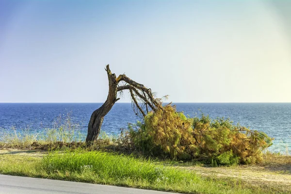 Abgebrochener Baum — Stockfoto