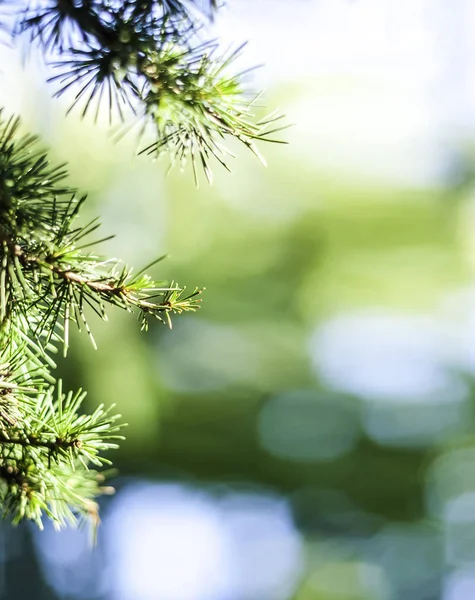 Evergreen Coniferous Tree