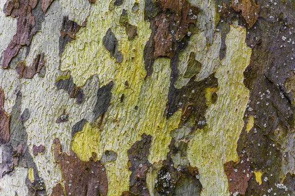 Macro Shot of Tree Bark. — Stock Photo, Image