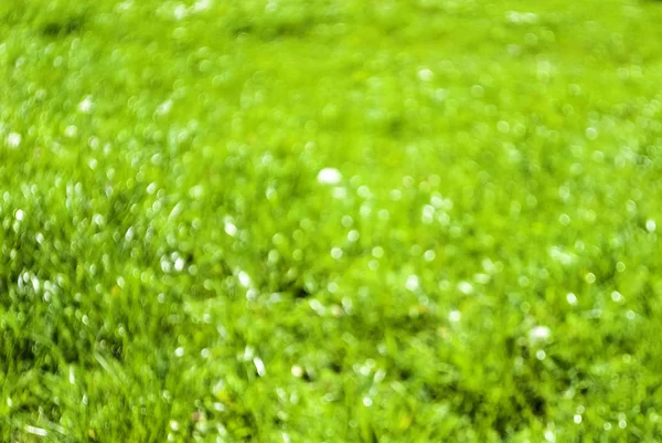 Abstraktes verschwommenes grünes Feld — Stockfoto