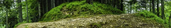 Extreem breed panorama van het pad van de diepe bossen. — Stockfoto