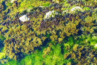 Deniz Kayaları ve Weeds Close Up.