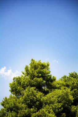 Çam ağacı ve berrak gökyüzü