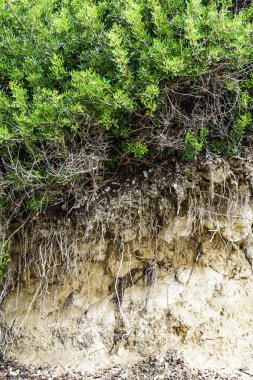 Pantolon ve toprak dikey zemin kesiti