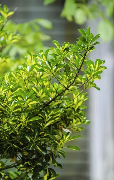 Yeşil sarı ağaç çalı yaprakları