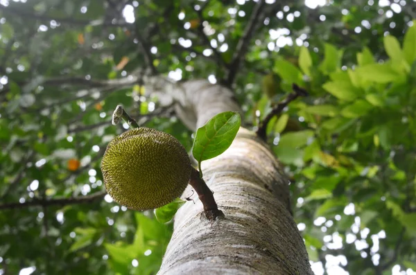 Ağaçta asılı duran tek bir Jack meyvesi (Artrocarpus Heterophylus). Üst Manzara. Kapat..
