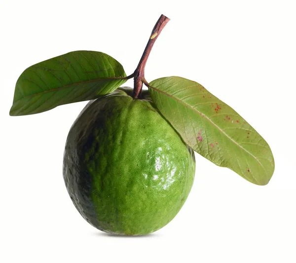 İzole edilmiş Beyaz Arkaplanda Genel Guava Meyve Ağacı Tropikal Meyve