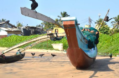 Lavinia Dağı Sahili. Colombo, Sri Lanka. 05 Mart 2016. Bir grup karga bir balıkçı teknesinde oturuyor.  