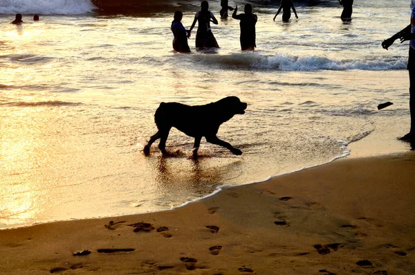 Lavinia Dağı Sahili. Colombo, Sri Lanka. 05 Mart 2016. Gün batımında arka planda köpek silueti
